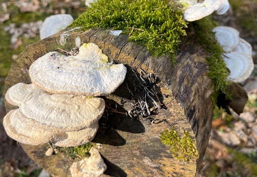 23-03-02 13-17-53 4578